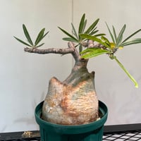 グラキリス特大 パキポディウム グラキリス 多頭特大株 | R_Plants.ONLINE