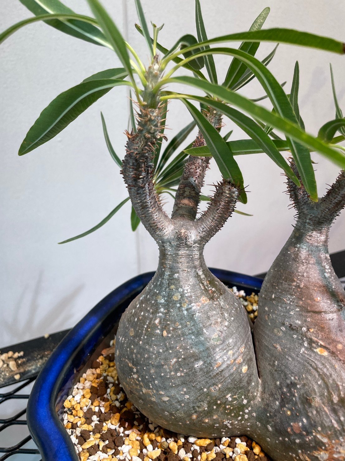 パキポディウム グラキリス 多頭株 | R_Plants.ONLINE