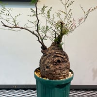 オペルクリカリア・パキプス 多頭株 | R_Plants.ONLINE