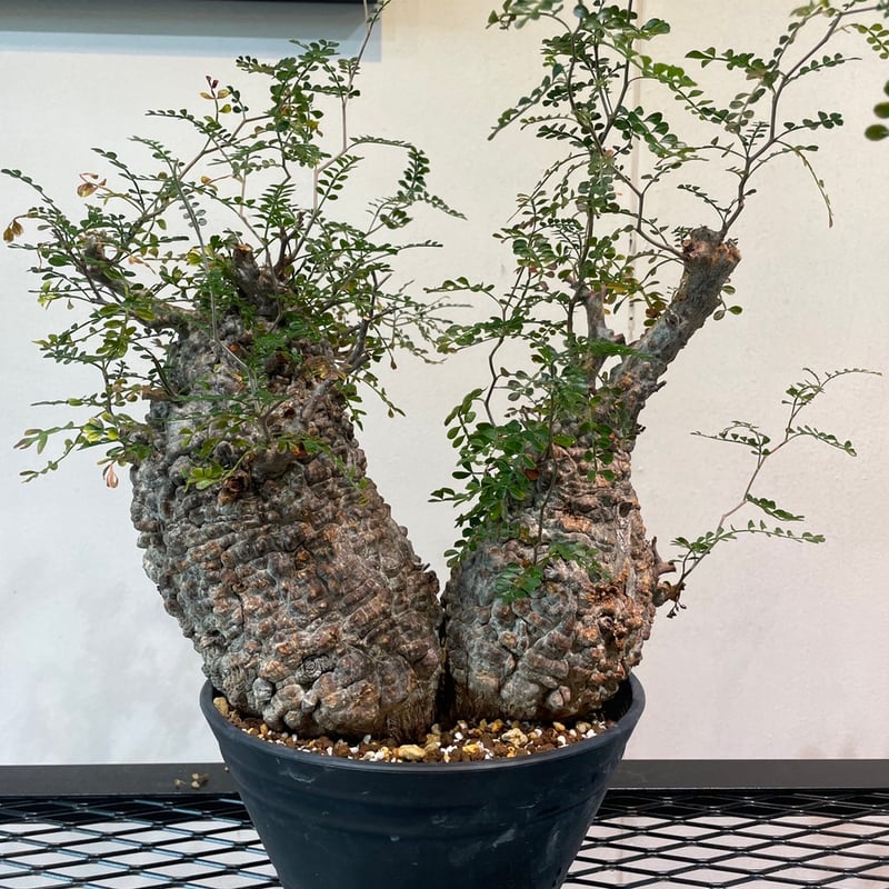 GP150 オペルクリカリア パキプス ベアルート株 GP150 オペルクリカリア パキプス ベアルート株 GP45-オペルクリ