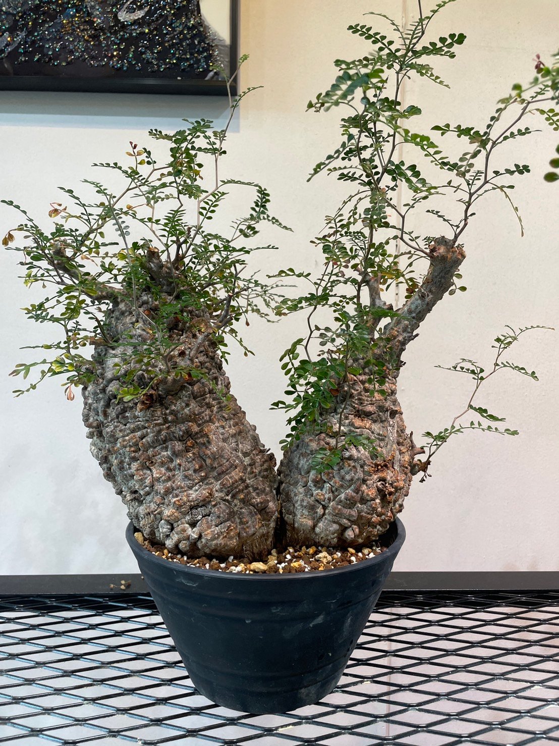 オペルクリカリア　パキプス　領収書可 オペルクリカリア パキプス 領収書可