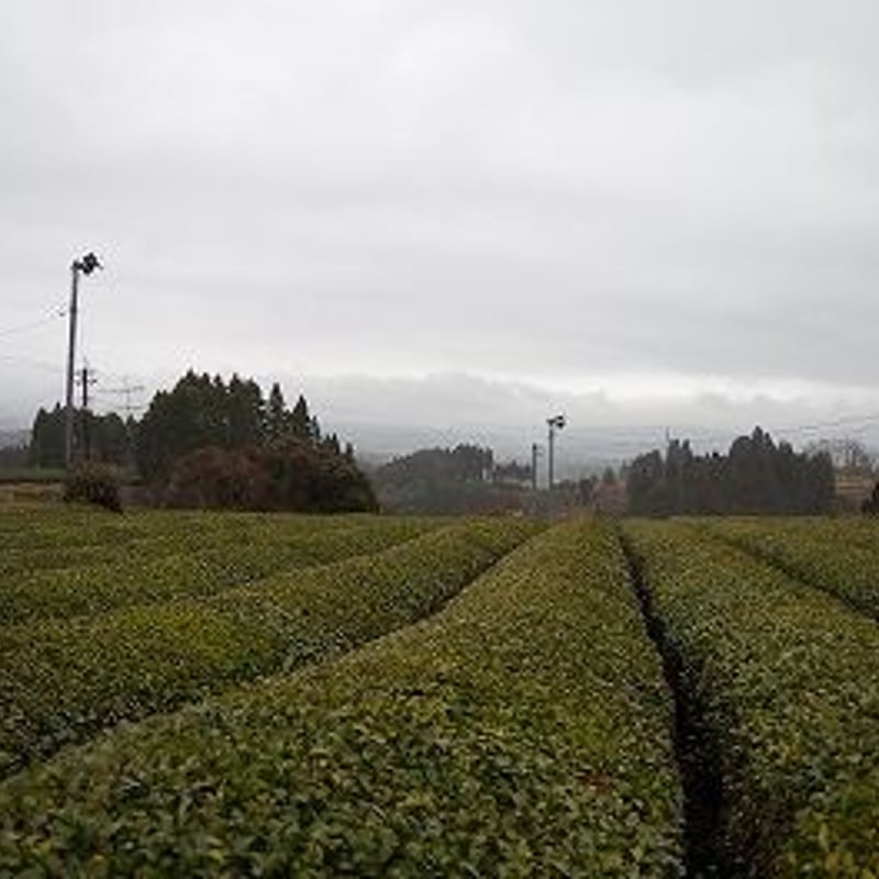 五ヶ瀬茶（宮崎県）／釜炒り茶 | 日本茶専門店葉づき