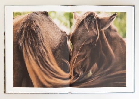 写真集「その背中を風が撫でて-Horses in the wind-」（直筆サイン入り）