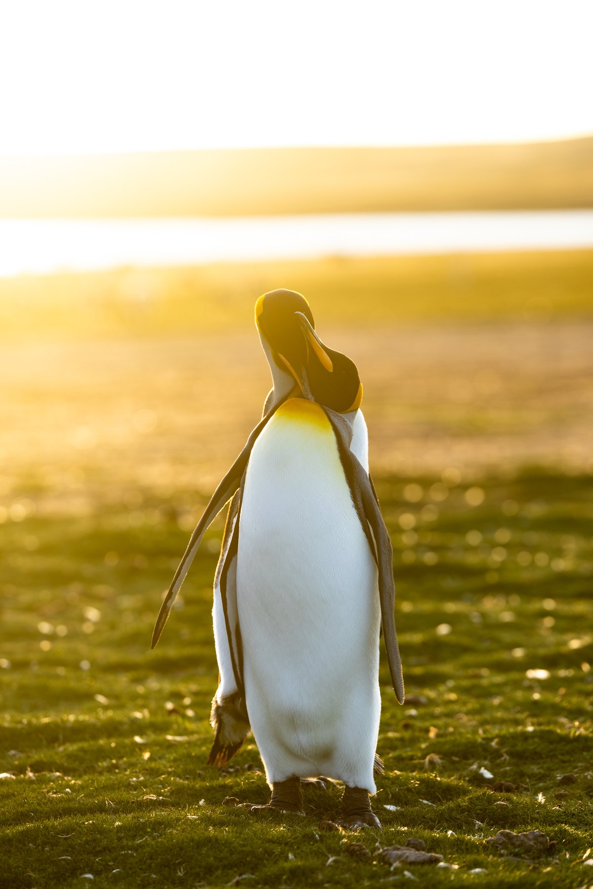 penguin様 色っぽく 完成品ご確認ページ☺︎ 