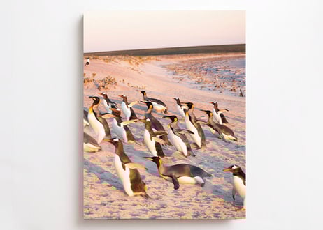 「それは僕らだけの言葉 -Penguins Being Penguins-」（直筆サイン入り）