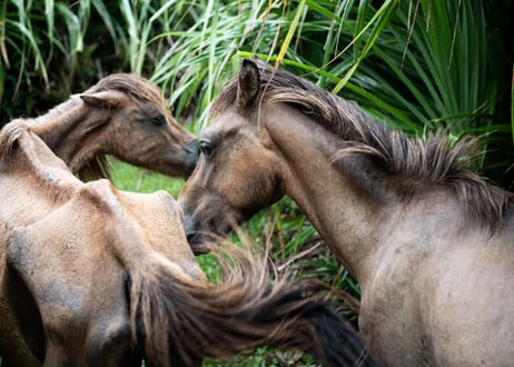 写真集「その背中を風が撫でて-Horses in the wind-」（直筆サイン入り）