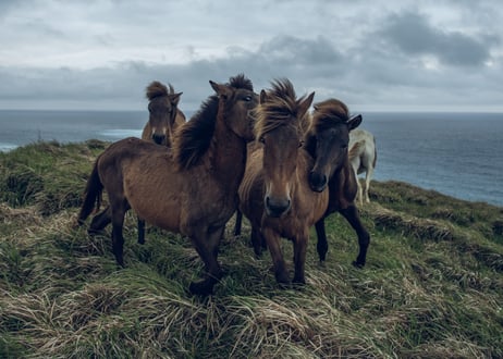 写真集「その背中を風が撫でて-Horses in the wind-」（直筆サイン入り）