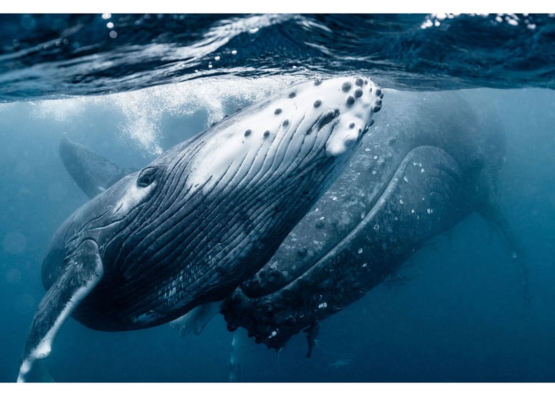 WONDERS UNDER WATER　写真集 WONDERS UNDER WATER写真集