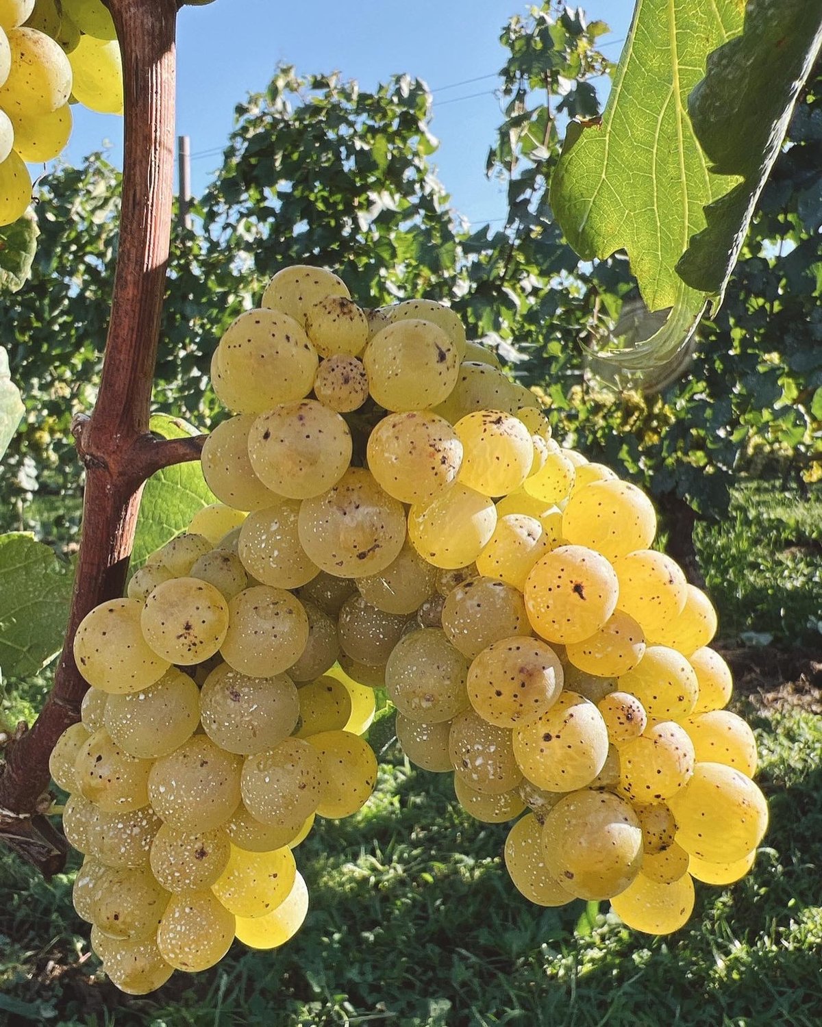 ワインディングセット ワインディングセット