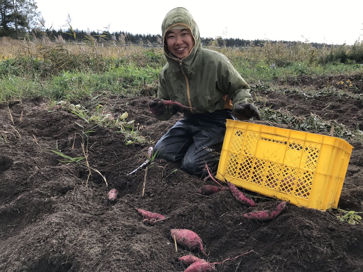 自然栽培のさつまいも（Sサイズ・500g） | ぽへぽへ農園