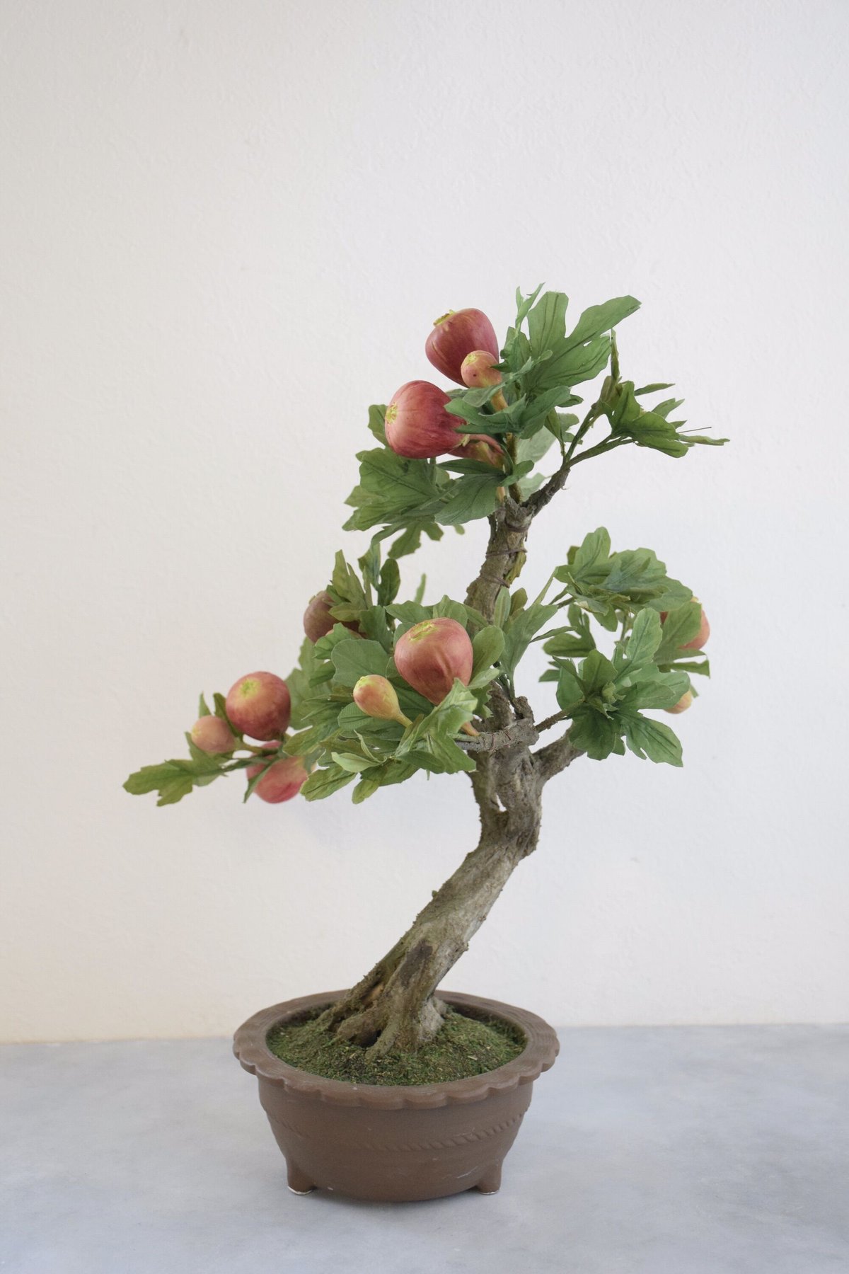 25 イチジク | クラフト盆栽美術館 Artcraft Bonsai
