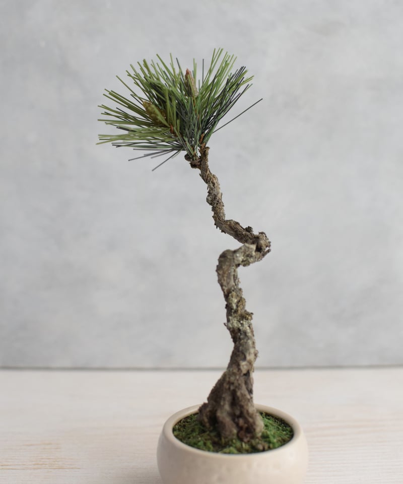 20 黒松 文人 | クラフト盆栽美術館 Artcraft Bonsai