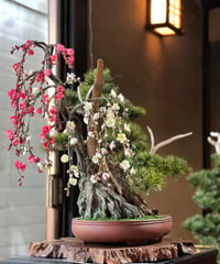 #95   　「羽衣」松、紅白梅寄せ植え（青木悦子）