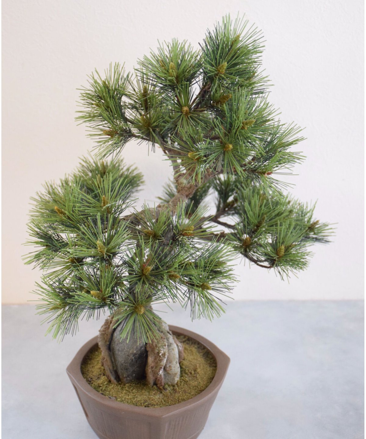 24 松 石付き | クラフト盆栽美術館 Artcraft Bonsai