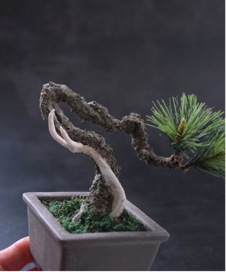 ＃43  松　舎利幹　 正方形泥鉢  Pine（受注可）（青木悦子）