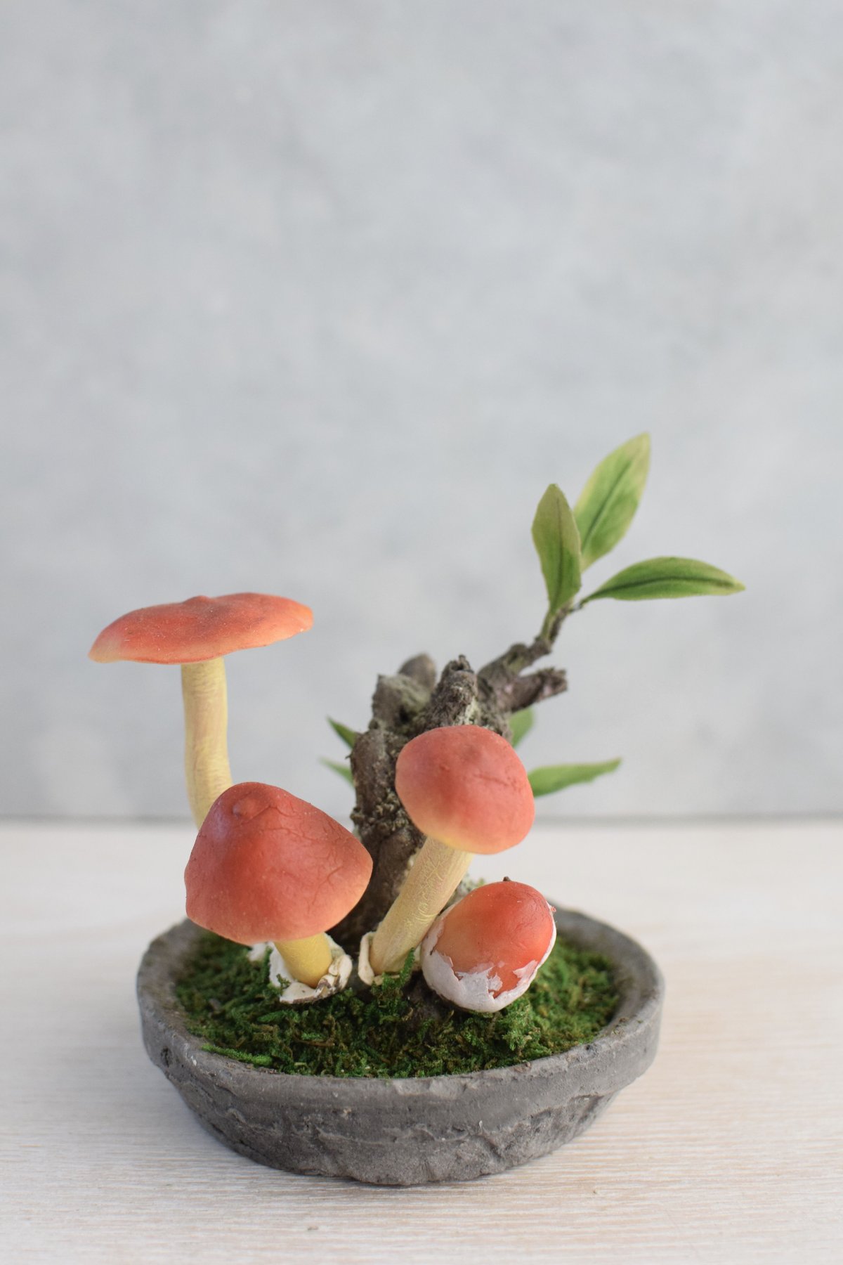 11 タマゴタケ | クラフト盆栽美術館 Artcraft Bonsai 11 タマゴタケ | クラフト盆栽美術館 Artcraft Bonsai