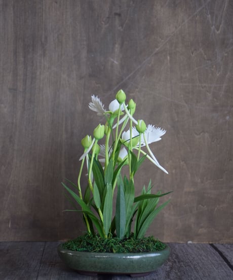 #6 サギソウ
