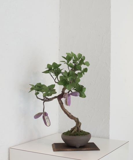 サバの実紋の六方鉢盆栽 工芸品 美術品 置物 POTOCO 姫サワラ 椹 個性的 観葉植物 陶器鉢 盆栽 豆盆栽 小品