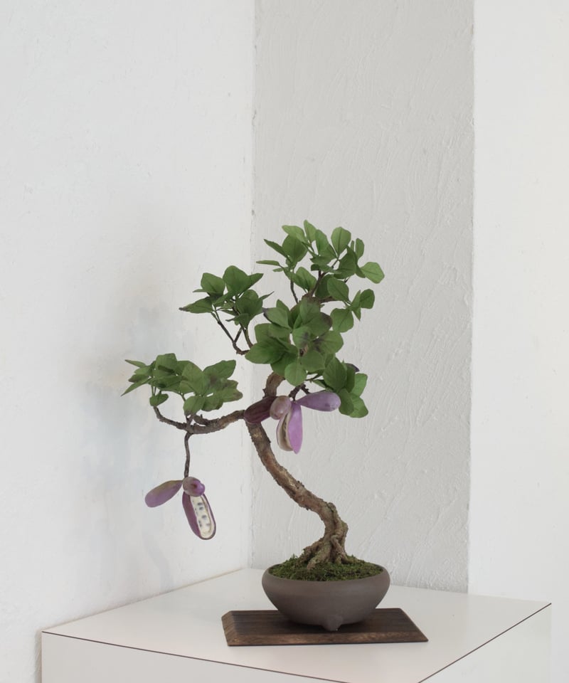 7 あけび | クラフト盆栽美術館 Artcraft Bonsai