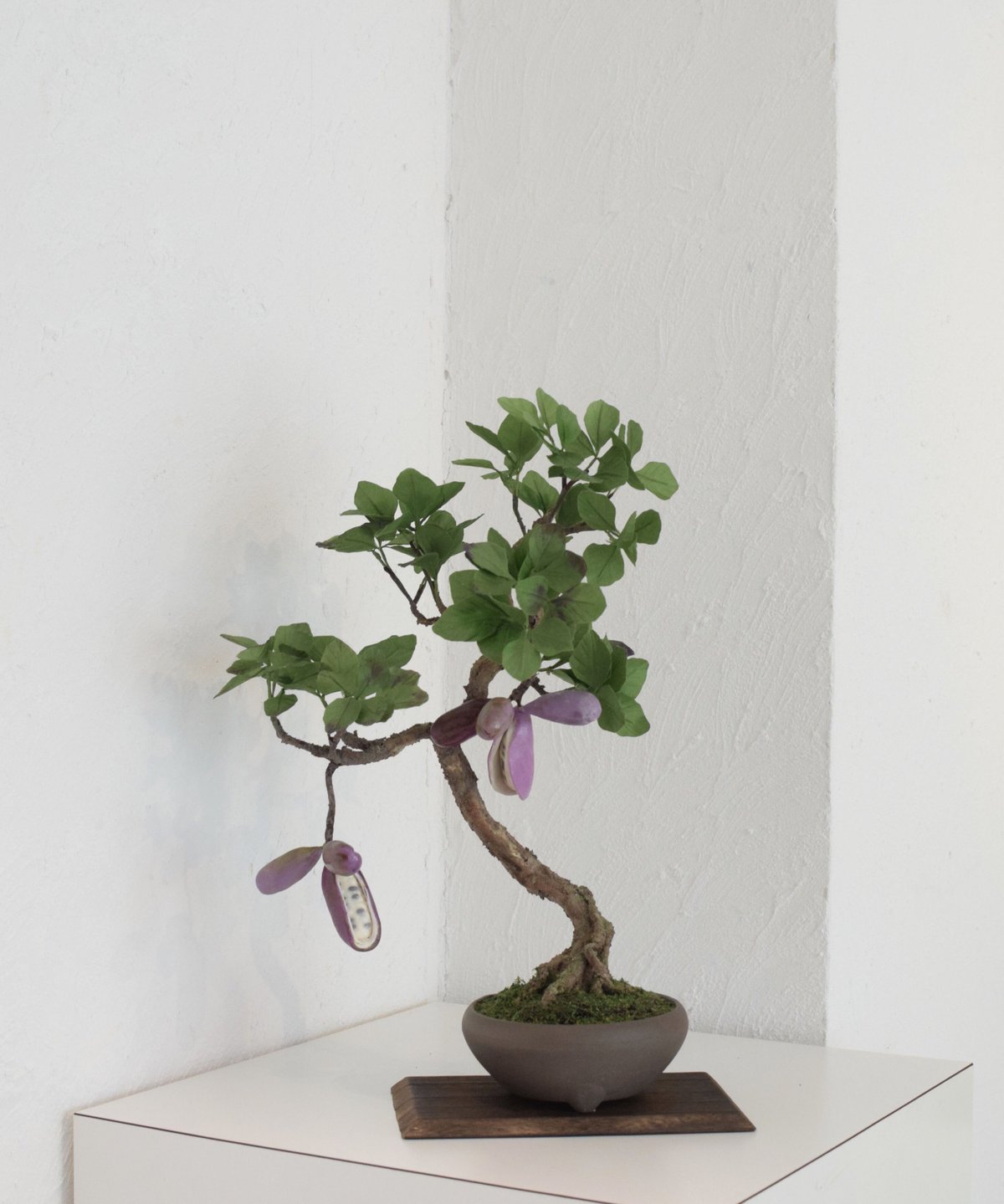 7 あけび | クラフト盆栽美術館 Artcraft Bonsai 7 あけび | クラフト盆栽美術館 Artcraft Bonsai