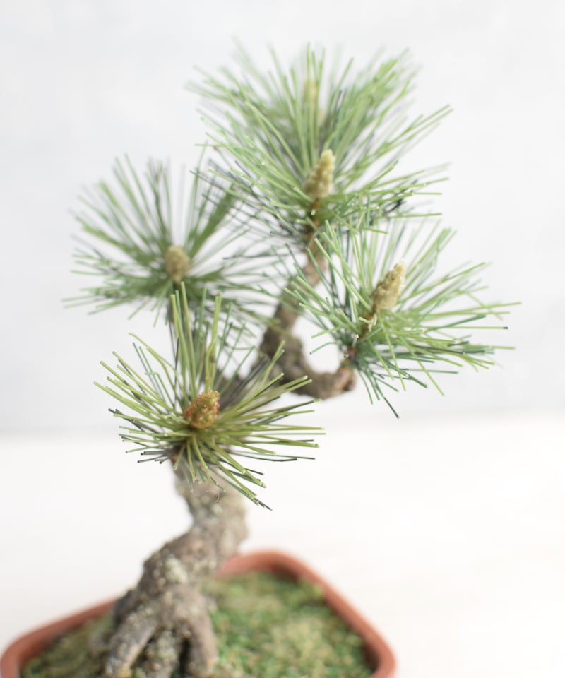 21 松 斜幹（鉢変更） | クラフト盆栽美術館 Artcraft Bonsai