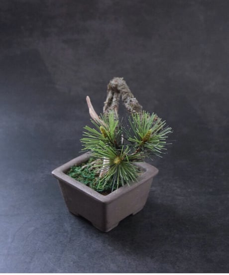 ＃43  松　舎利幹　 正方形泥鉢  Pine（受注可）（青木悦子）