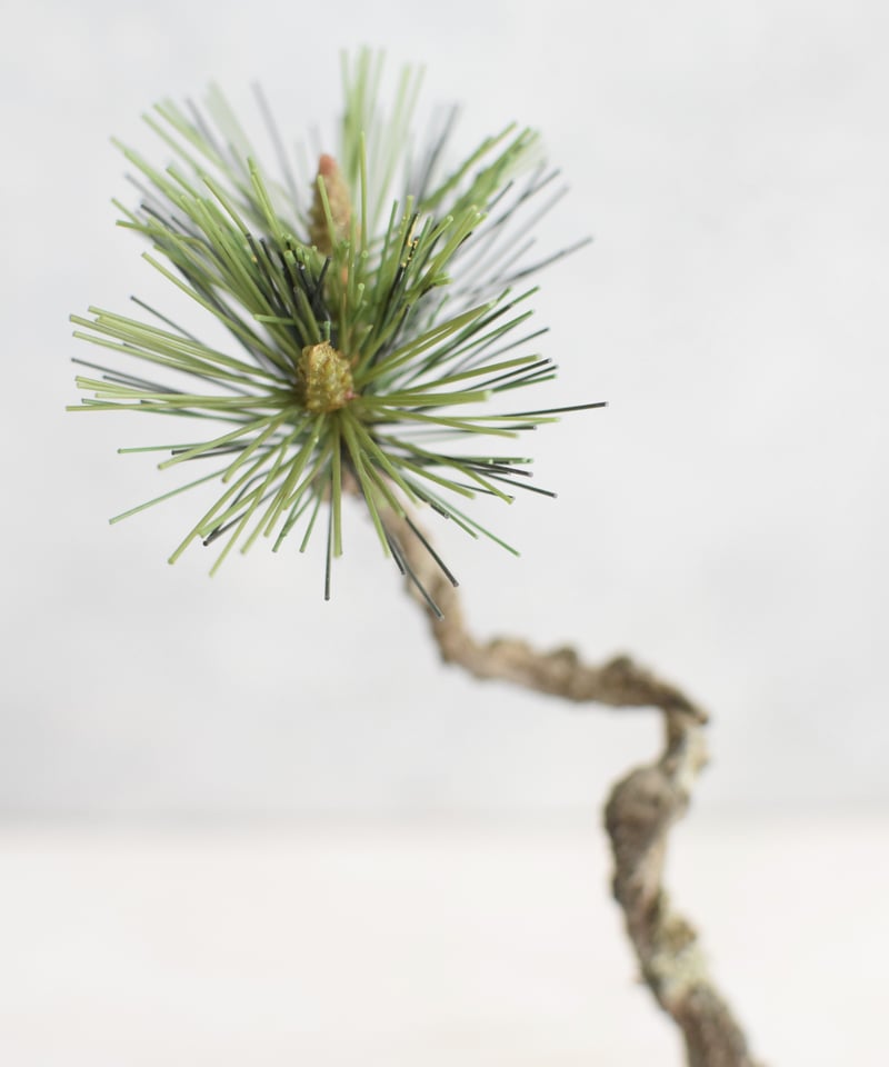 20 黒松 文人 | クラフト盆栽美術館 Artcraft Bonsai