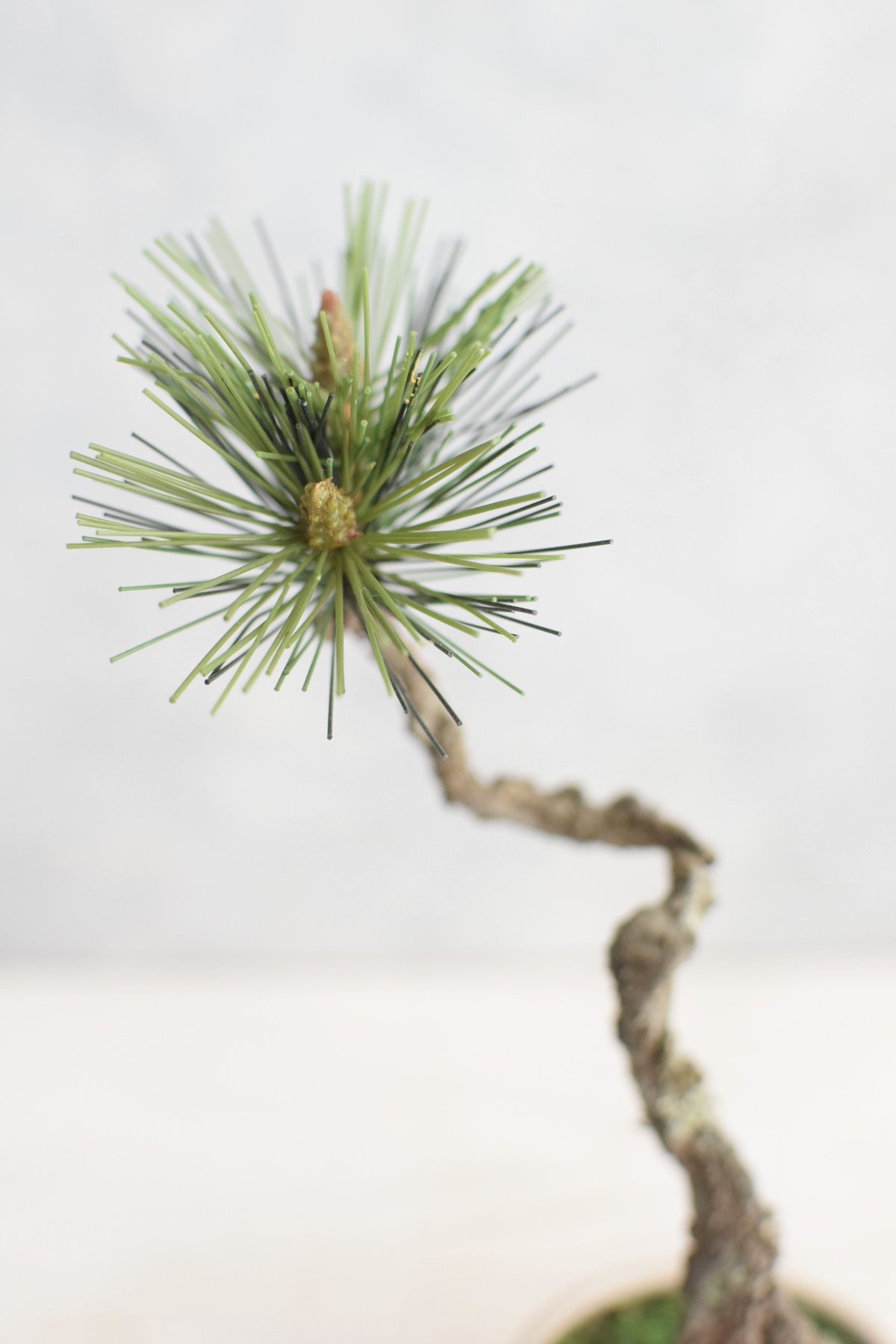 盆栽 黒松 文人 Kk‼️黒松盆栽文人調‼️ 文人黒松の盆栽を販売