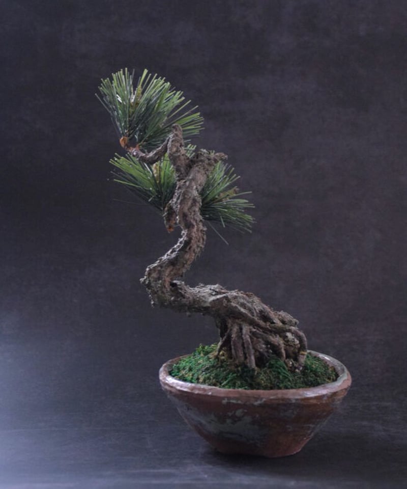 40 松 根上がりPine | クラフト盆栽美術館 Artcraft Bonsai