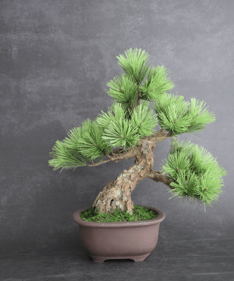 作品一覧ITEM | クラフト盆栽美術館 Artcraft Bonsai