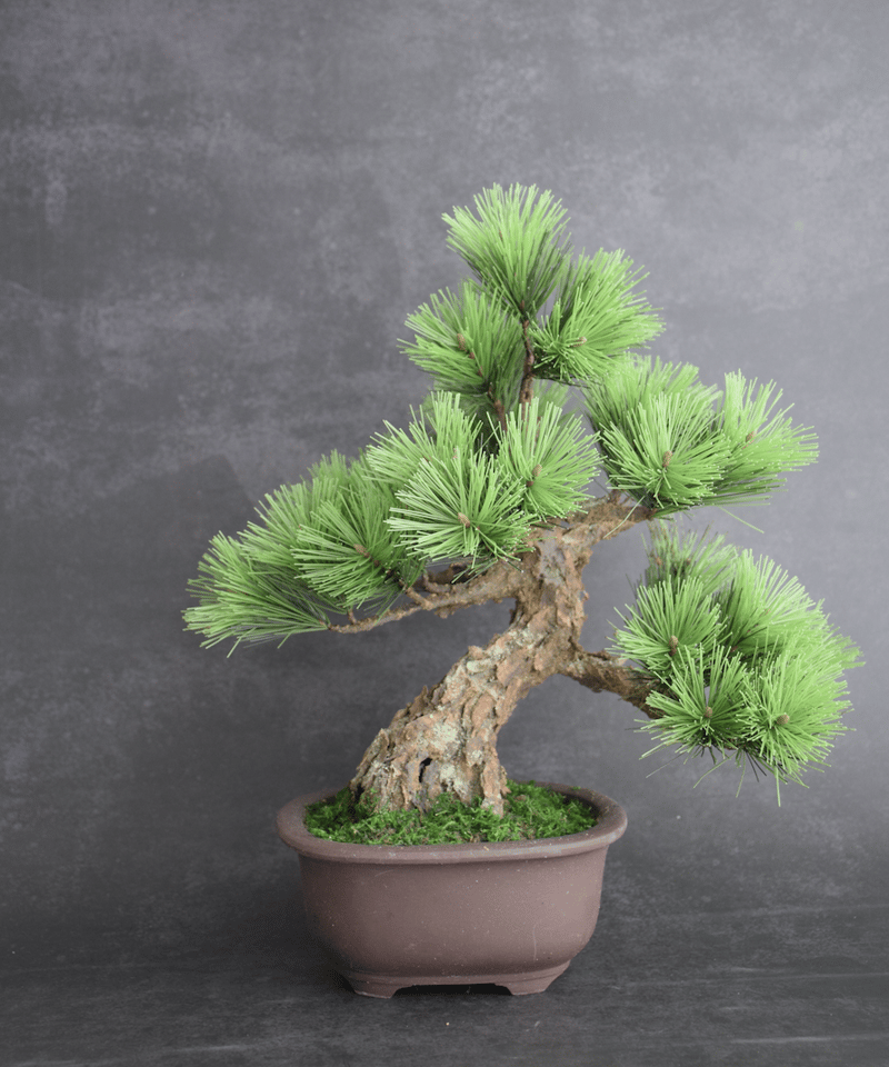 102 松 模様木 樹皮付き（鉢変更） 30cm | クラフト盆栽美術館 Artcraft