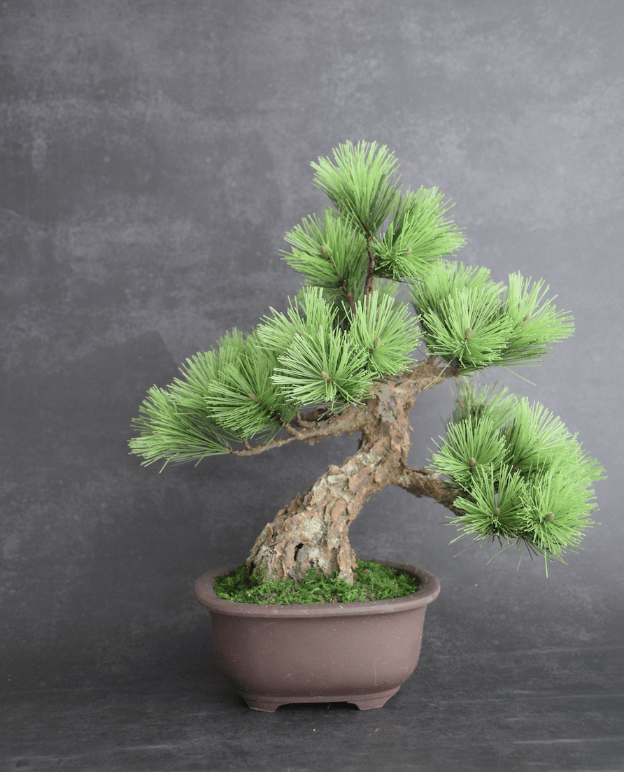 希少時代手作り松皮大きい盆栽鉢木肌作り植木鉢大寄せ植え鉢30cmゴツゴツ南蛮鉢 102 松 模様木 樹皮付き（鉢変更） 30cm | クラフト盆栽美術館 Artcraft