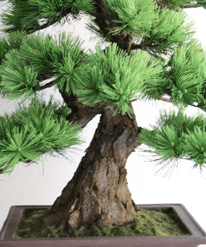 104 松 模様木 樹皮付き（鉢変更） 40cm | クラフト盆栽美術館 Artcraft