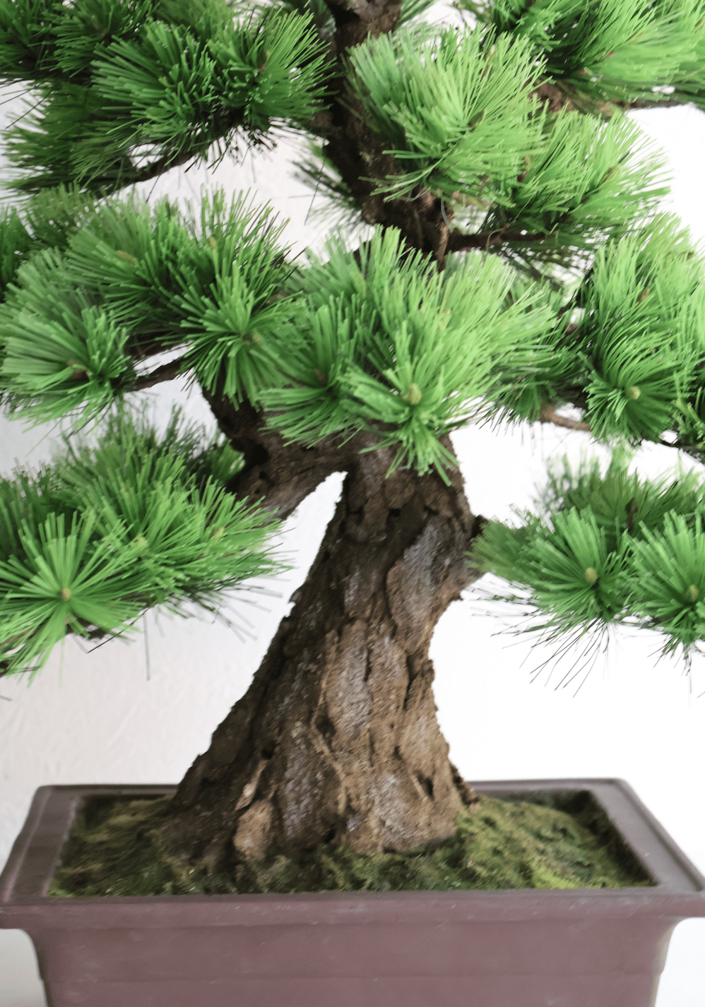104 松 模様木 樹皮付き（鉢変更） 40cm | クラフト盆栽美術館 Artcraft