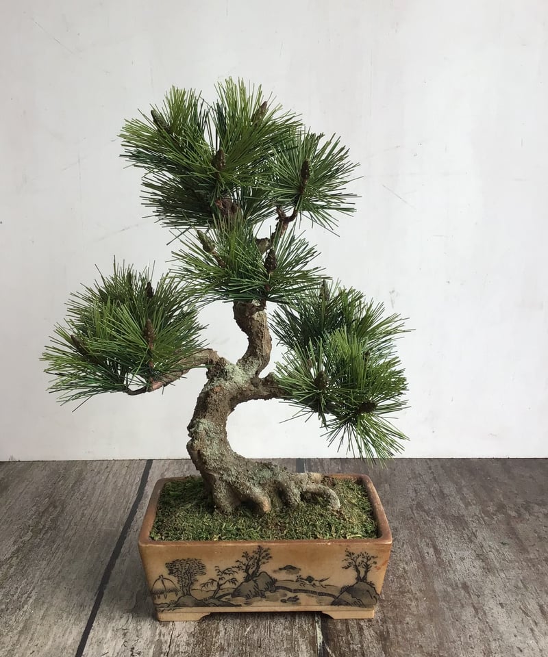 48 黒松盆栽 模様木 鉢変更 | クラフト盆栽美術館 Artcraft Bonsai 48 黒松盆栽 模様木 鉢変更 | クラフト盆栽美術館 Artcraft Bonsai