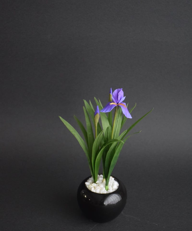 盆栽鉢 桑津香石 絵鉢 正方形 菖蒲 椿 小品盆栽 盆栽鉢 桑津香石
