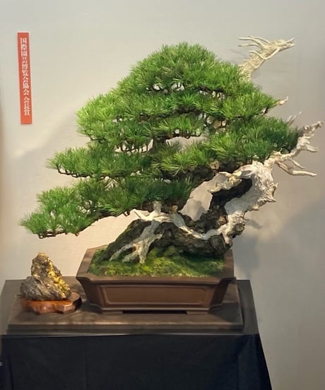 作品一覧ITEM | クラフト盆栽美術館 Artcraft Bonsai