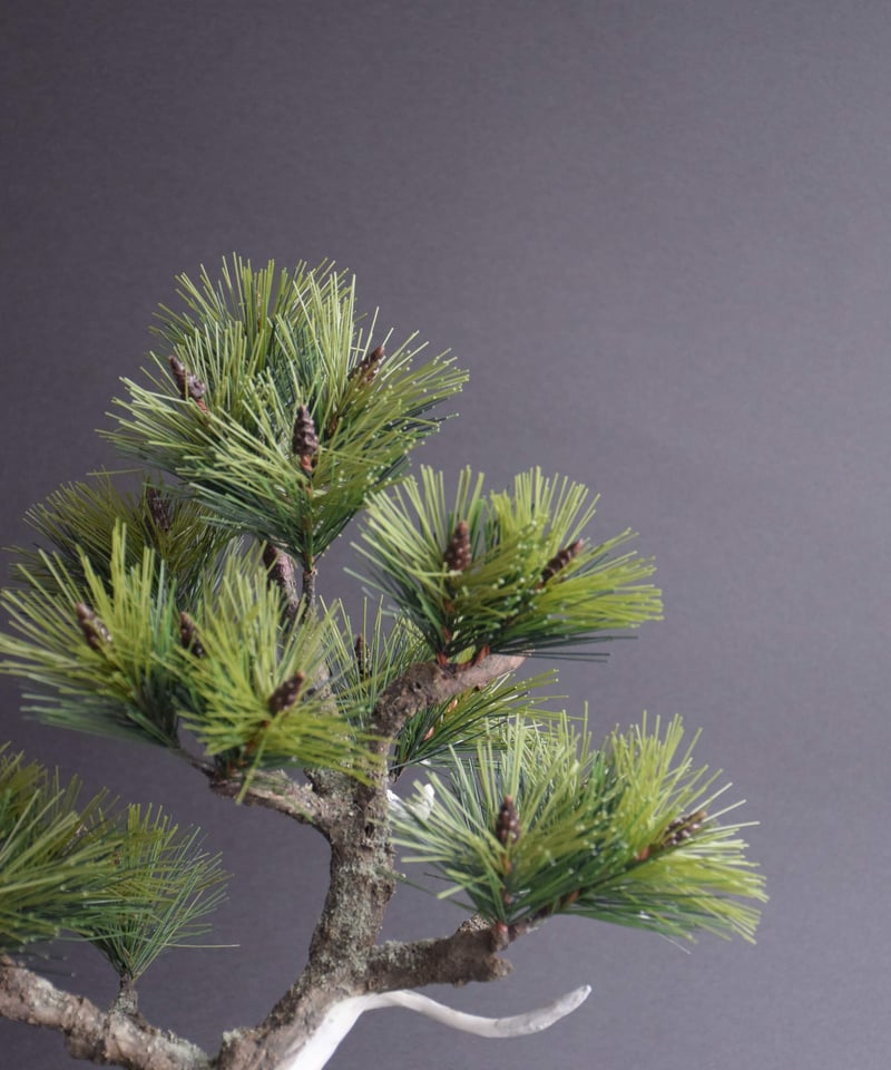 松 ジンシャリ（鉢変更） | クラフト盆栽美術館 Artcraft Bonsai
