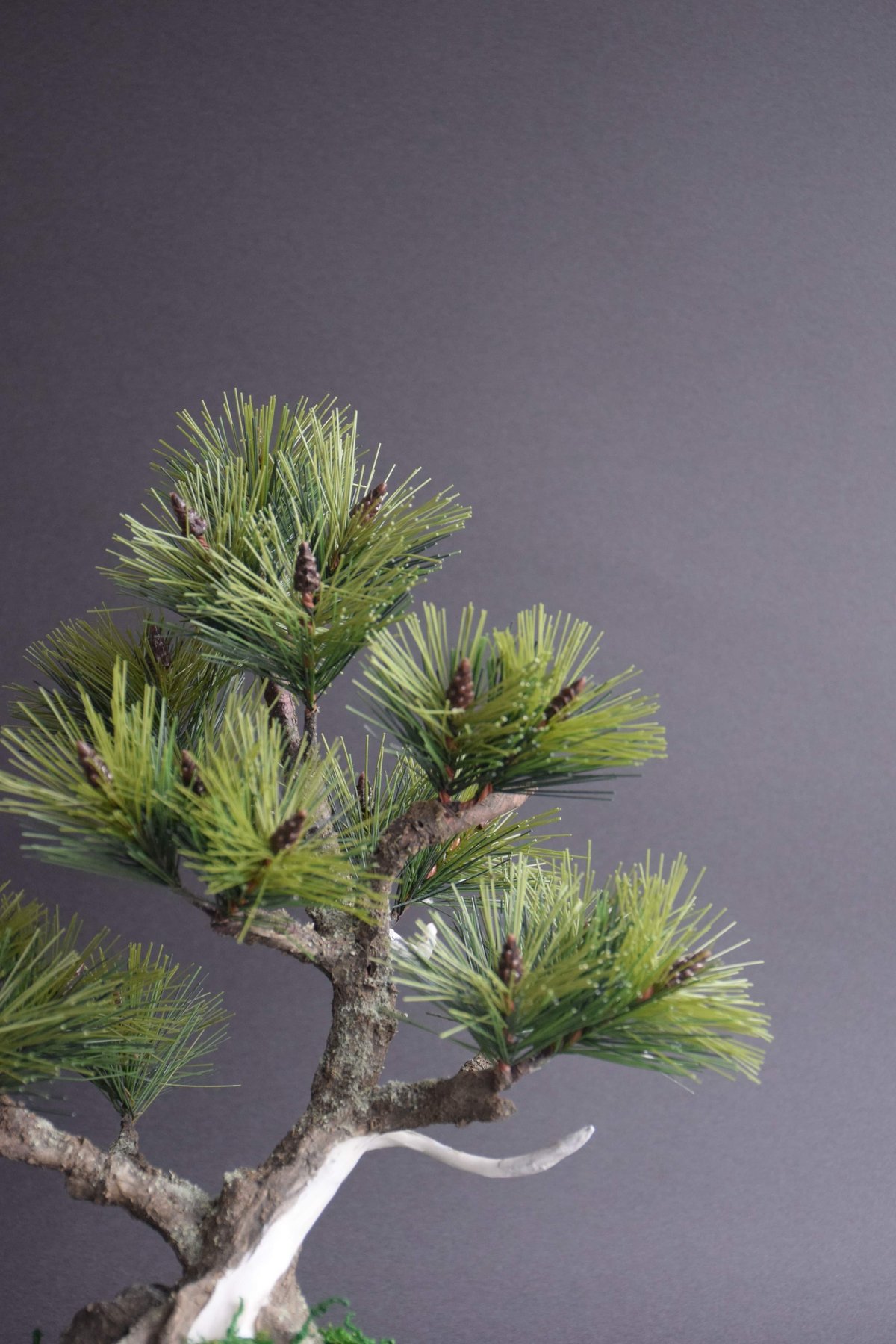 松 ジンシャリ（鉢変更） | クラフト盆栽美術館 Artcraft Bonsai