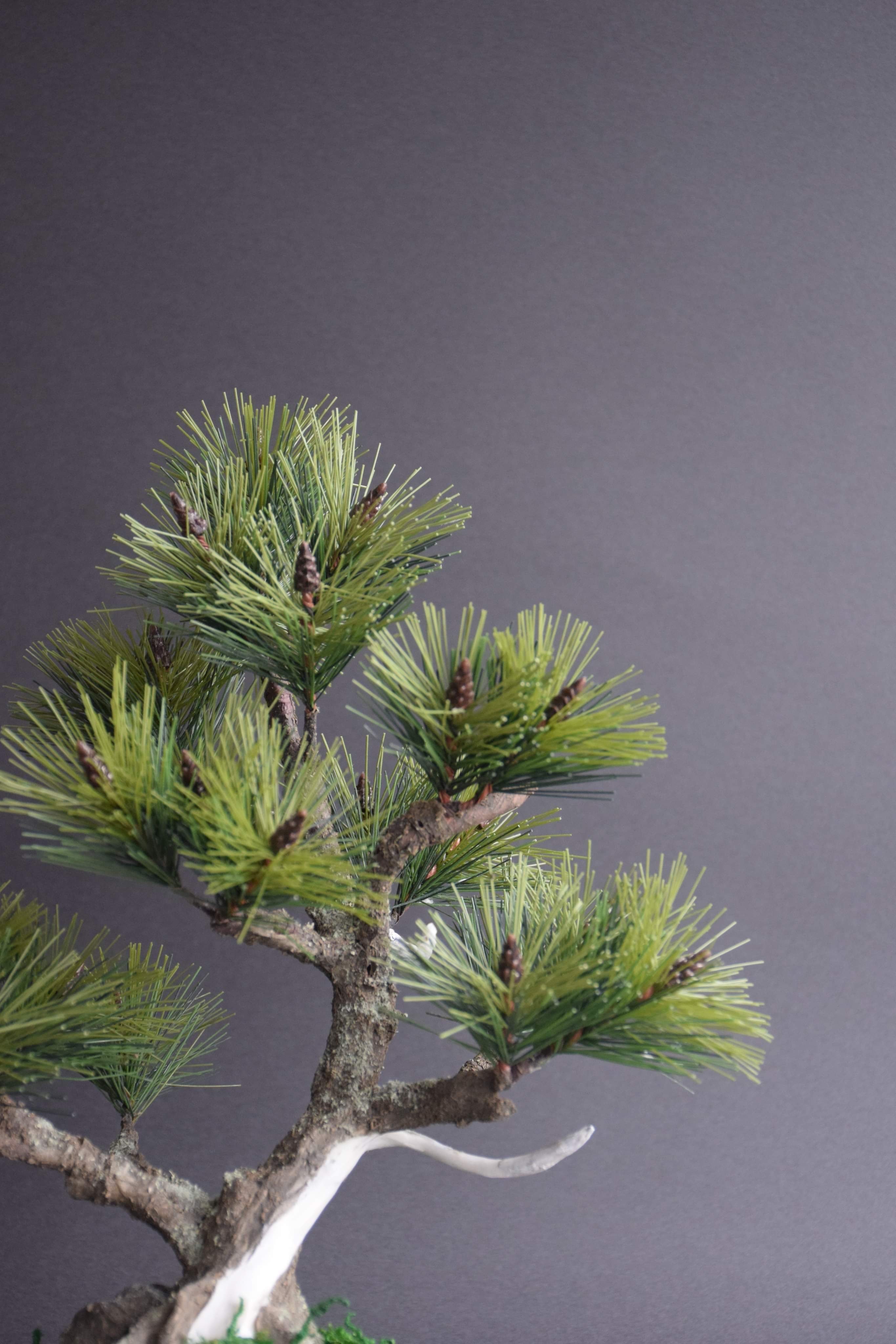 松 ジンシャリ（鉢変更） | クラフト盆栽美術館 Artcraft Bonsai
