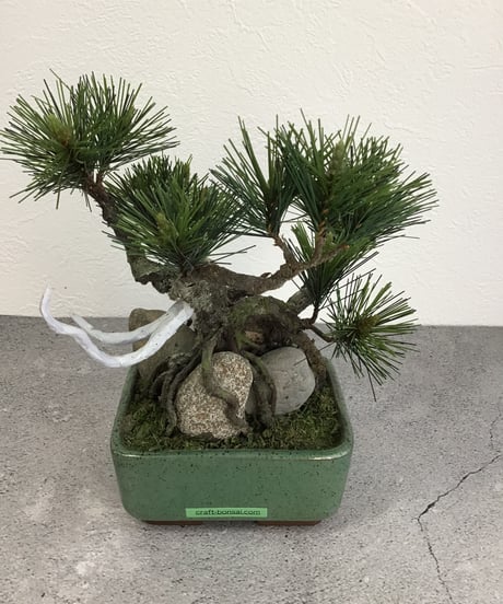 松　石付き　長角鉢（青木悦子）