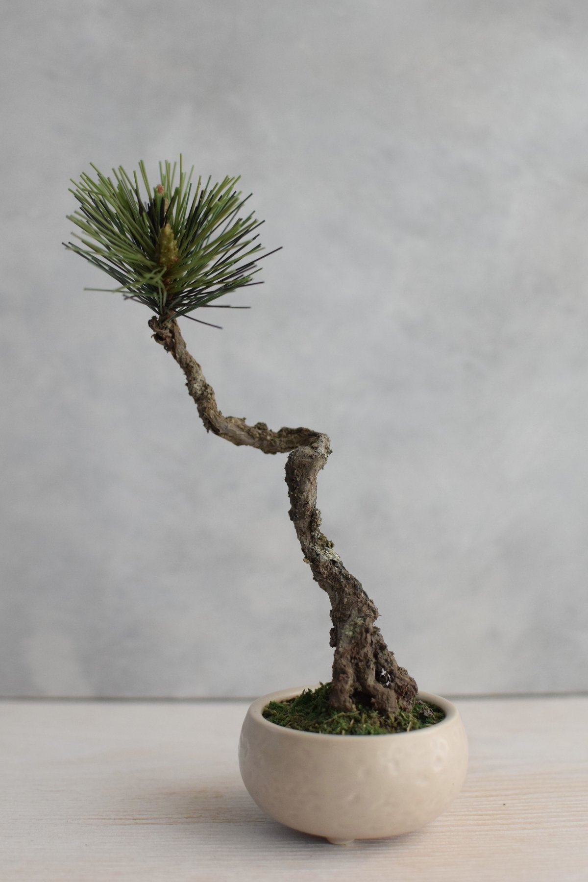 20 黒松 文人 | クラフト盆栽美術館 Artcraft Bonsai