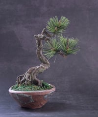 49 黒松盆栽 双幹 受注可 鉢変更 | クラフト盆栽美術館 Artcraft Bonsai