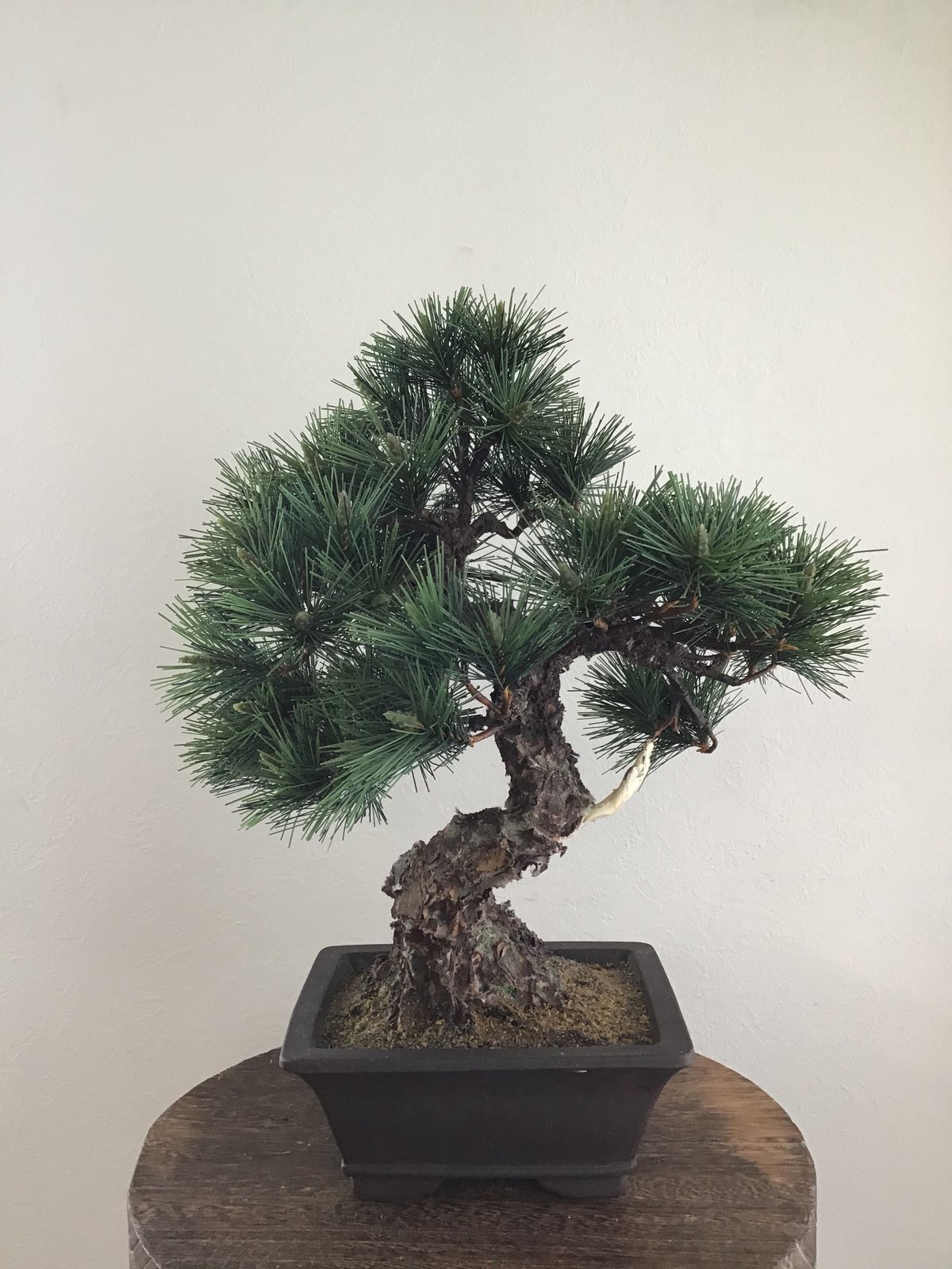 16 松 模様木 | クラフト盆栽美術館 Artcraft Bonsai