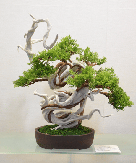 作品一覧ITEM | クラフト盆栽美術館 Artcraft Bonsai