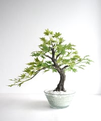 青モミジ（クリスタル）（青木悦子）