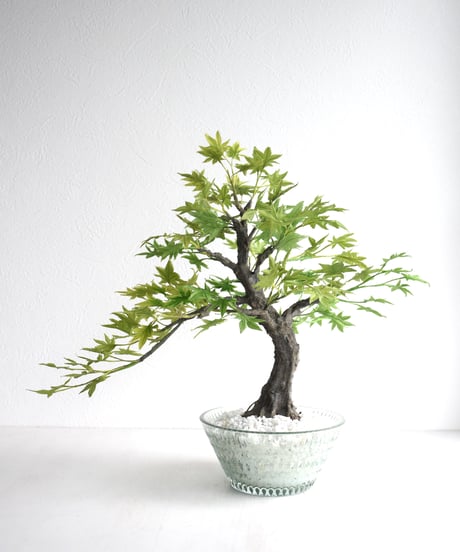 青モミジ（クリスタル）（青木悦子）