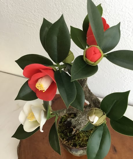 紅白ツバキ　（受注生産）（青木桃子）