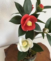 紅白ツバキ　（受注生産）（青木桃子）