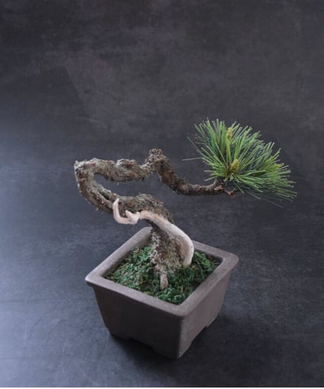 ＃43  松　舎利幹　 正方形泥鉢  Pine（受注可）（青木悦子）